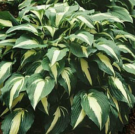 Хоста гибридная (вздутая, волнистая) 'Найт Бифо Кристмас'