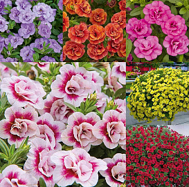 Семена Калибрахоа