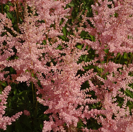Астильба Арендса 'Эрика' (бронзово - розовая)