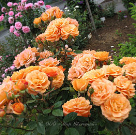 Роза 'Клементина' (парковая, флорибунда) (оранжевая)