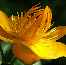 Купальница китайская 'Голден Квин'