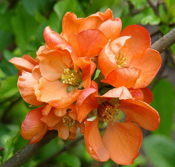 Айва японская