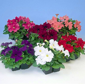 Петуния (сурфиния) гибридная (смесь) 
