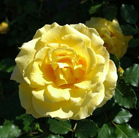 Роза 'Голден Клаймб' (плетистая)