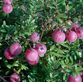 Клюква крупноплодная 'Эрли Блэк'