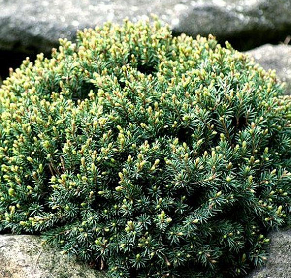 Ель сизая (канадская, белая) 'Блу Планет'