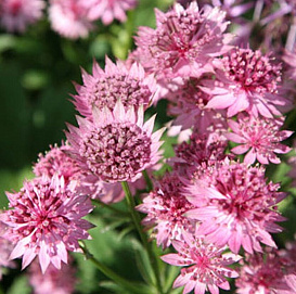 Астранция большая 'Стар оф Лав'