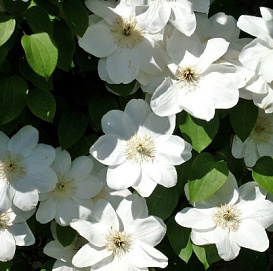 Клематис крупноцветковый 'Гернси Крим'