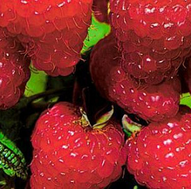 Малина 'Элегантная'