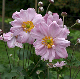 Анемона гибридная  'Кенигин Шарлотта'