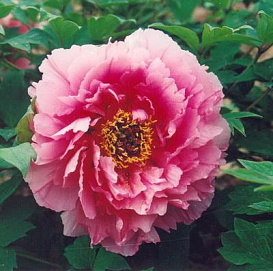 Пион древовидный (розовый лотос) 'Роу фу Ронг' (розовый)