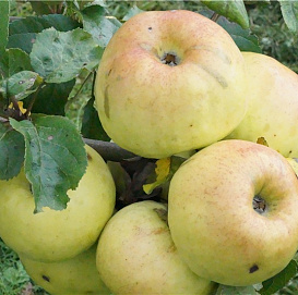 Яблоня домашняя 'Боровинка ананасная'