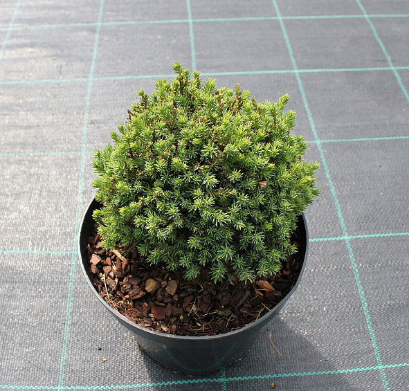 Ель сизая (канадская, белая) 'Блу Планет'