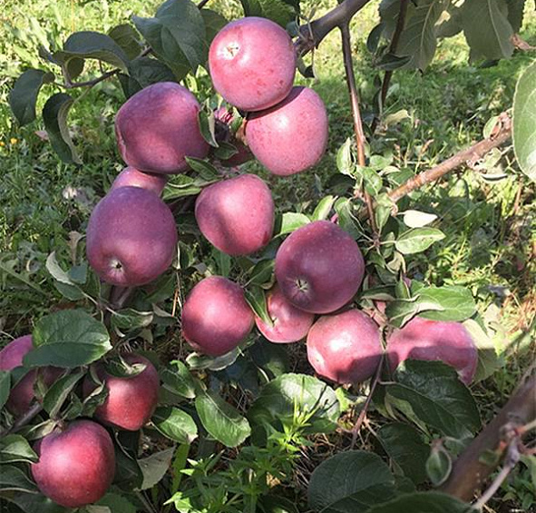 Яблоня Имант