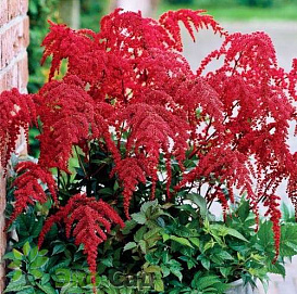 Астильба Арендса 'Ред Шарм' (красная)