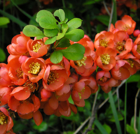 Айва японская