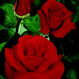 Роза 'Жак Преверт' (чайно-гибридная) (красная)