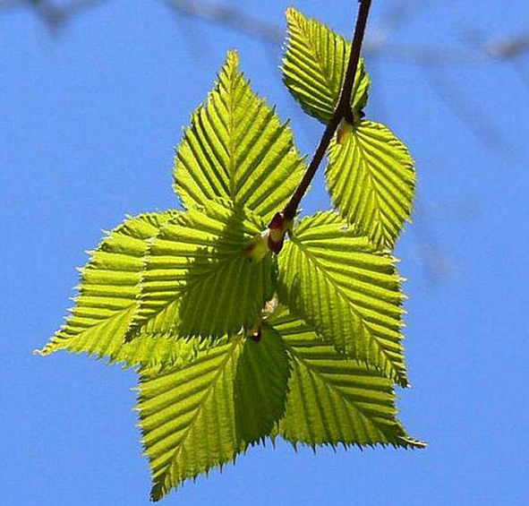 Береза Эрмана