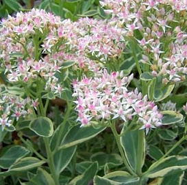 Седум гибридный (Очиток) 'Фрости морн'