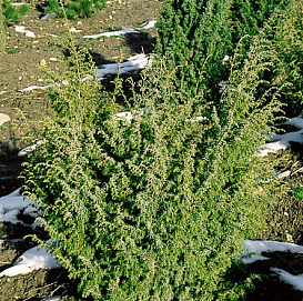 Можжевельник обыкновенный 'Валлис'