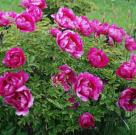 Пион древовидный (пурпурный)