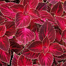 Колеус Блюма 'Визард Вельвет Ред' (красный)