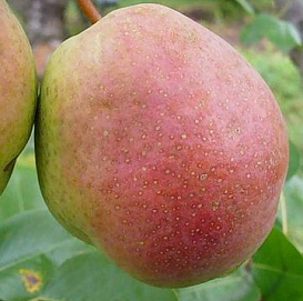 Груша 'Ника'