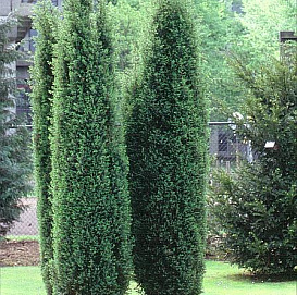 Можжевельник обыкновенный 'Хиберника'