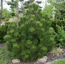 Сосна гельдрейха (боснийская, белокорая) 'Компакт Джем'