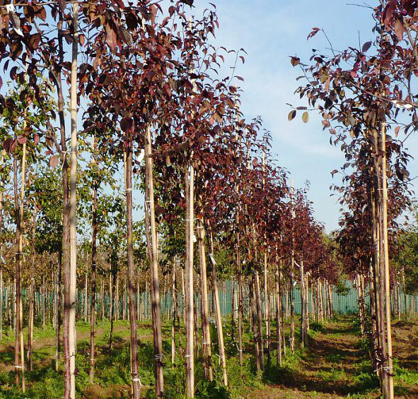 Яблоня декоративная 'Роялти'