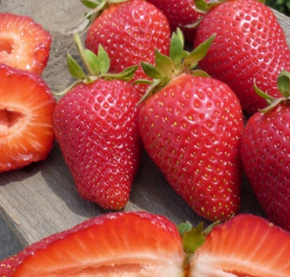 Земляника (клубника) 'Альба'