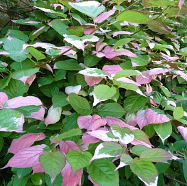 Актинидия Коломикта 'Адам' (муж)