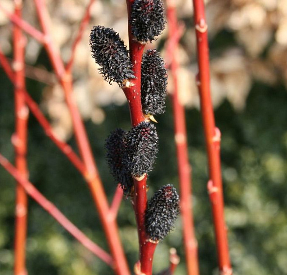 Ива тонкостолбиковая (черноколосовидная Куроме) 'Меланостахис'