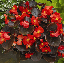Бегония изящная 'Найтлайф Скарлет'(красный)