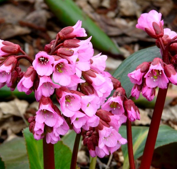 Бадан сердцелистный