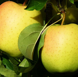 Яблоня домашняя 'Ананас'