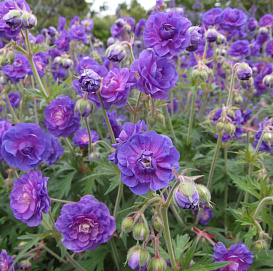 Герань гималайская 'Пленум'