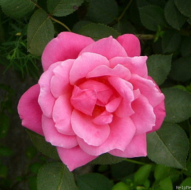 Роза 'Де Монтервиль' (парковая) (розовая)