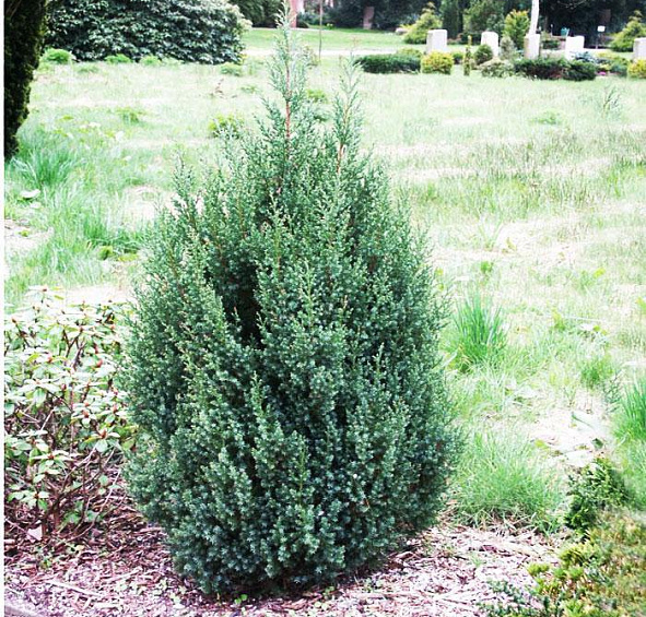 Можжевельник китайский 'Стрикта'
