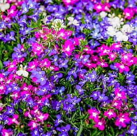 Лобелия эринус компактная 'Ривьера Микс' (смесь)