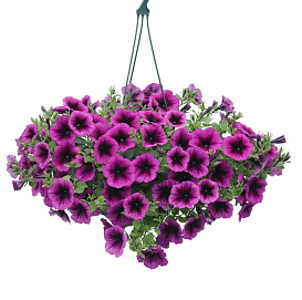 Петуния ампельная 'Эвенинг Скентейшн' (кашпо)