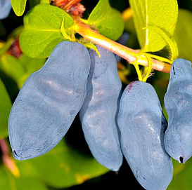 Жимолость съедобная 'Сильгинка'