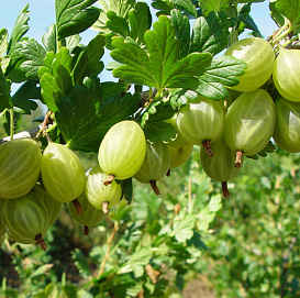 Крыжовник 'Снежана'