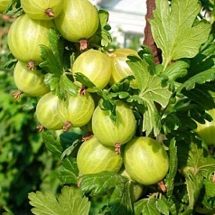 Крыжовник 'Бесшипный'