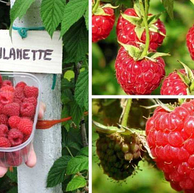 Малина 'Вилламетте'