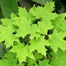 Клен остролистный