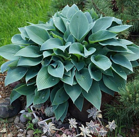 Хоста гибридная (вздутая, волнистая) 'Халцион'