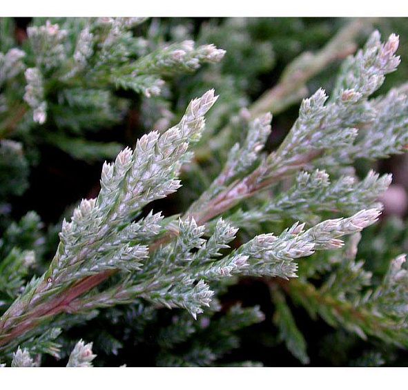 Можжевельник горизонтальный 'Блу Чип'