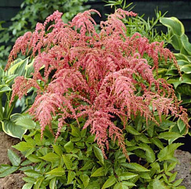 Астильба тунберга 'Страуссенфедер' (красно - кремовая)