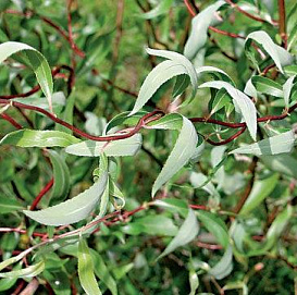 Ива гибридная (извилистая) 'Коралл'